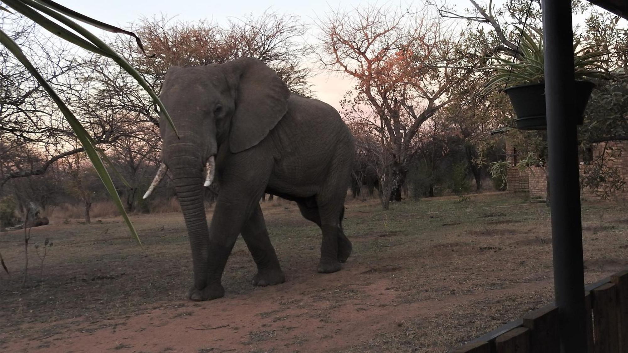 Marulani Bush Lodge Klipdrift Экстерьер фото